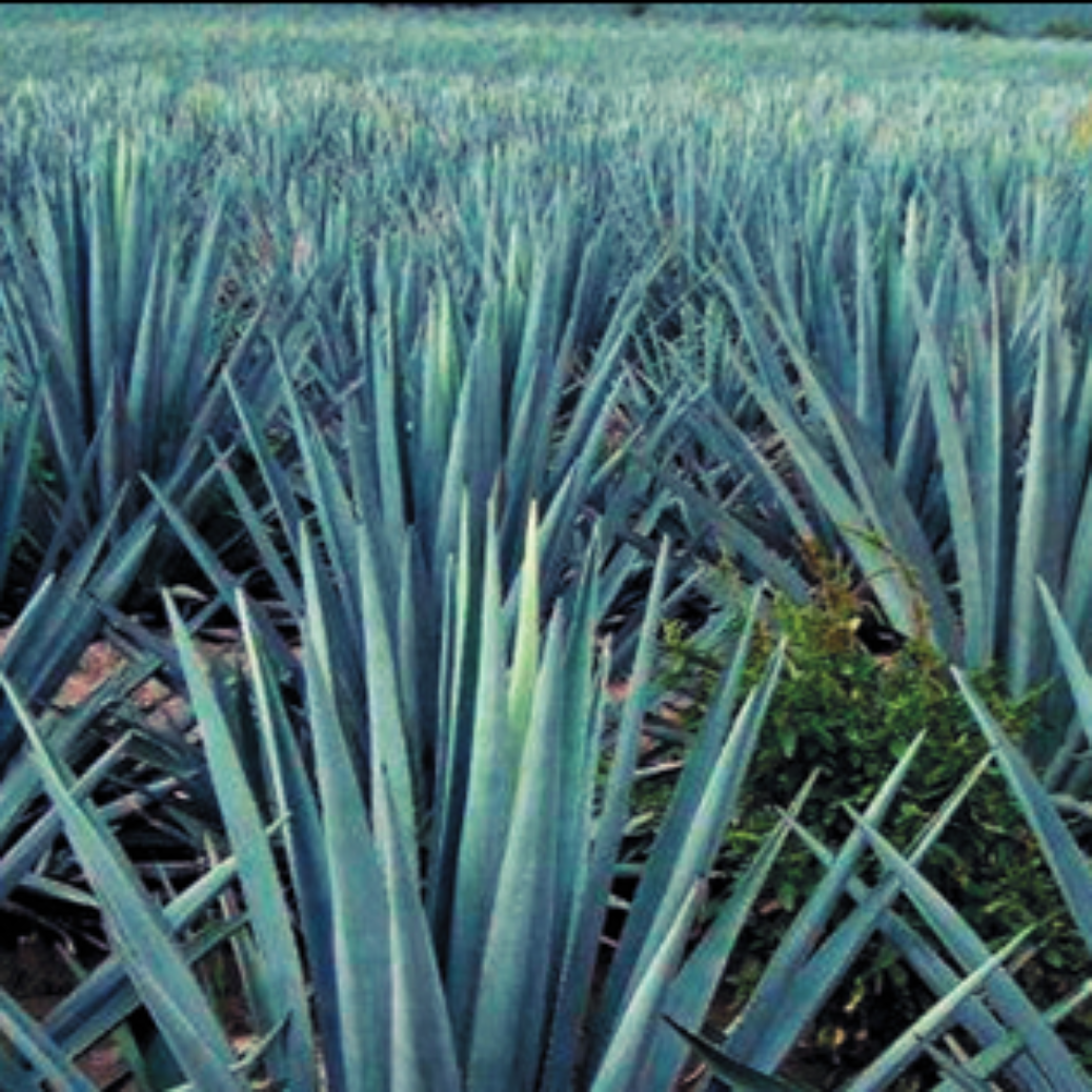 THLA Campos de Agave