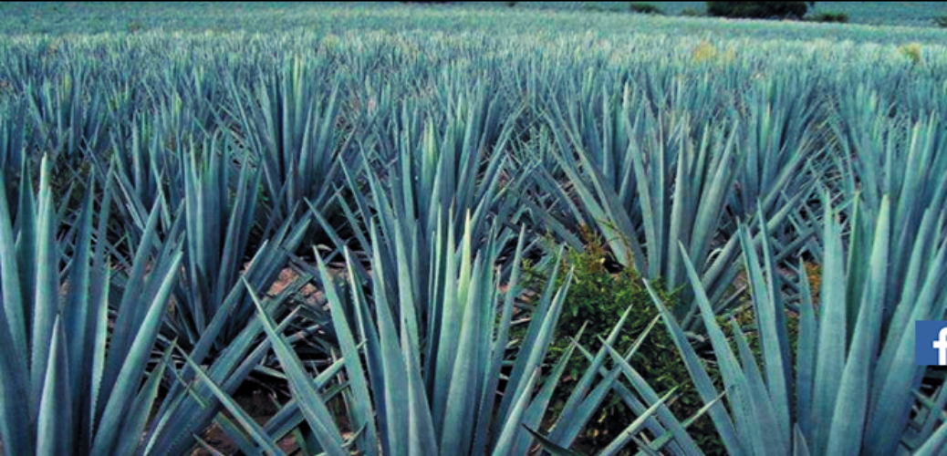 THLA Campos de Agave