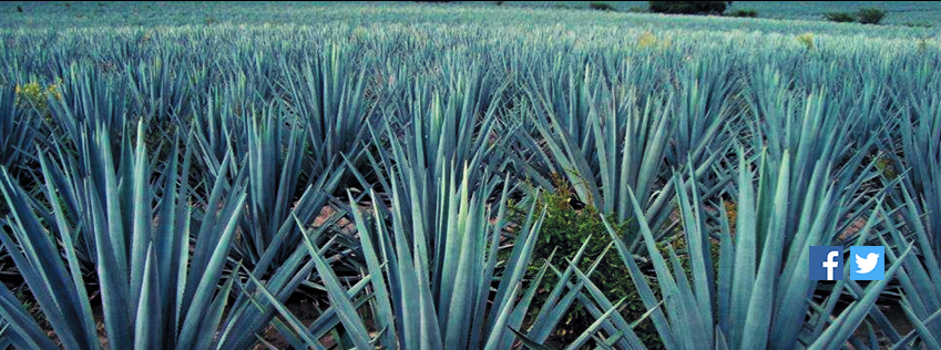 THLA Campos de Agave