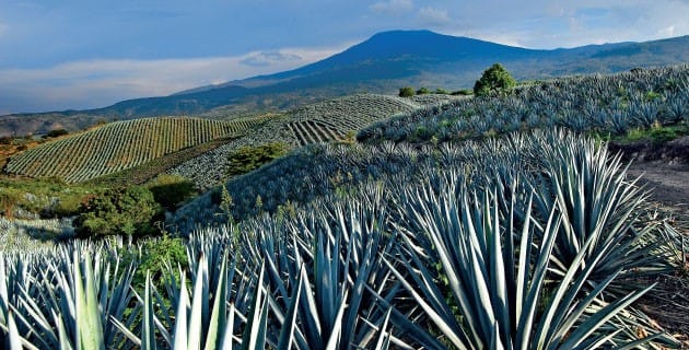 CAMPO AGAVERO1 Our land